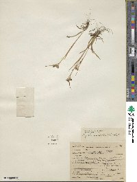 Luzula multiflora image