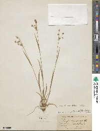 Luzula multiflora image