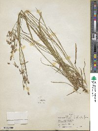 Luzula multiflora image