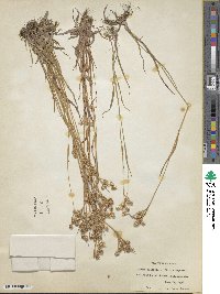 Luzula multiflora image