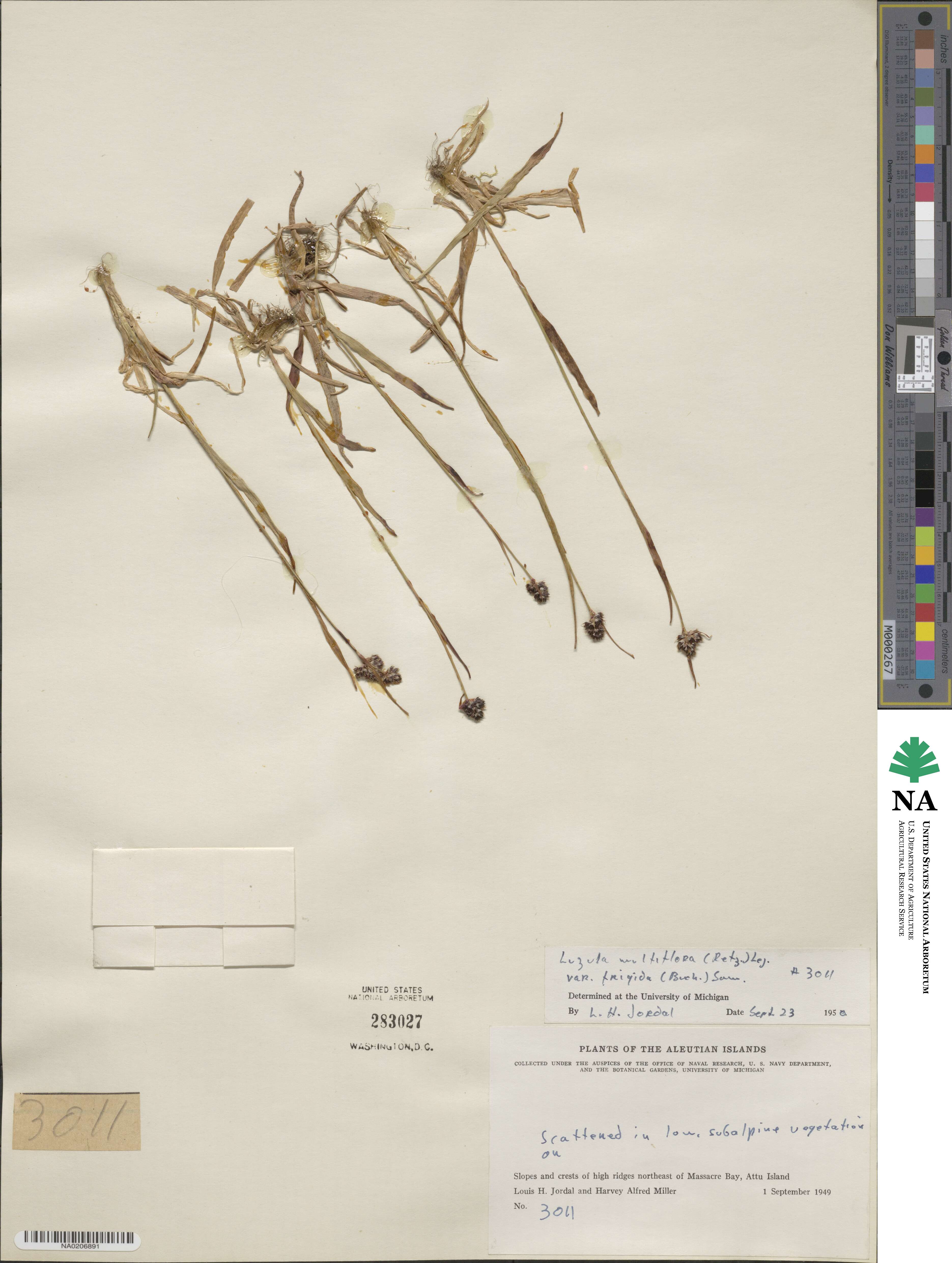 Luzula multiflora subsp. frigida image