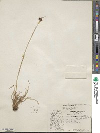 Luzula multiflora subsp. frigida image