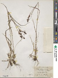 Luzula multiflora subsp. frigida image