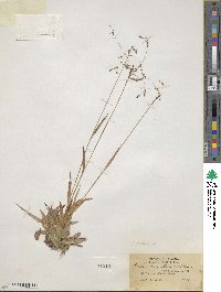 Luzula parviflora image