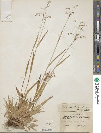 Luzula parviflora image