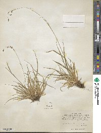 Luzula parviflora image