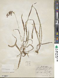 Luzula parviflora image