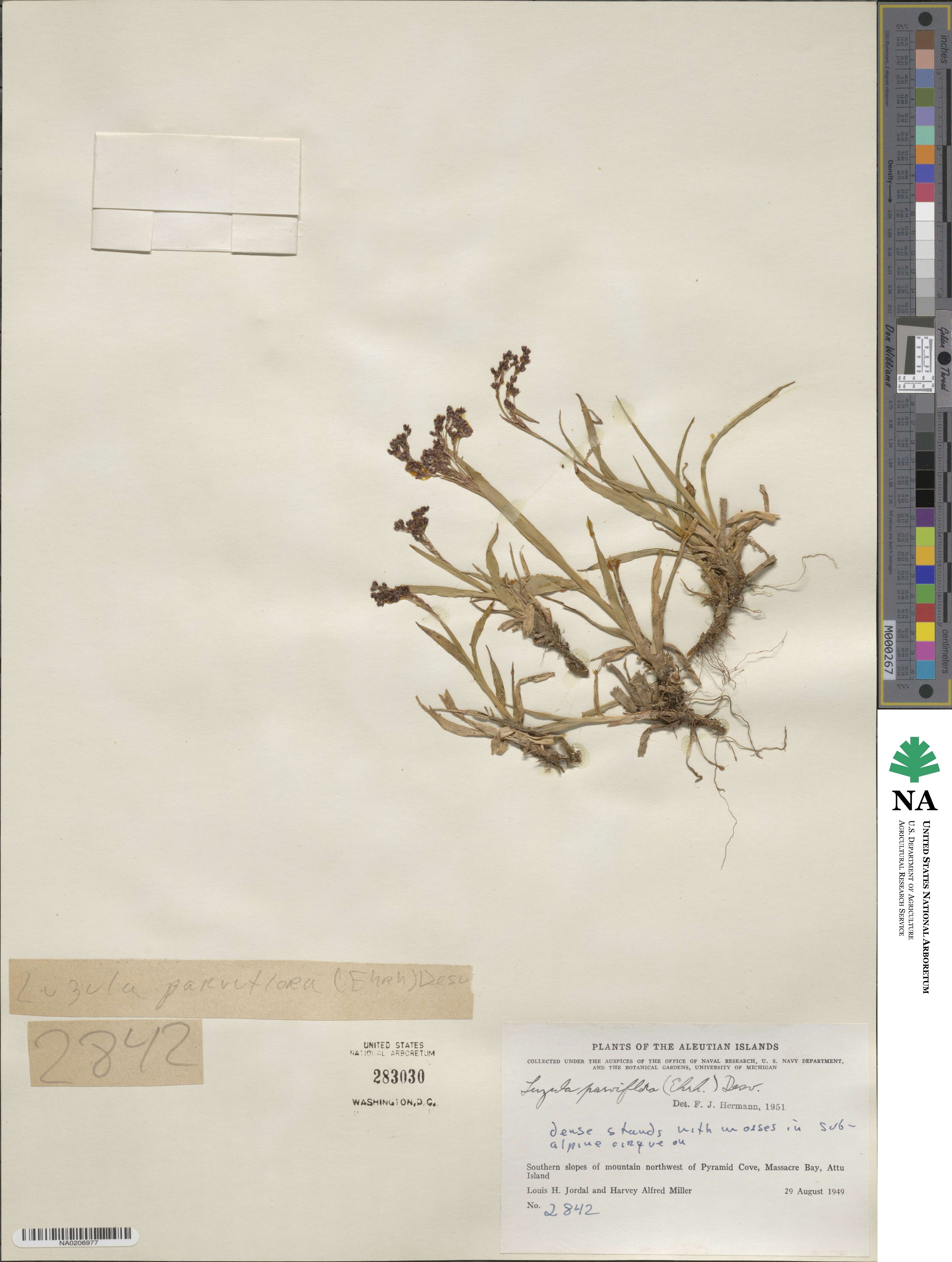 Luzula parviflora image