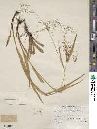 Luzula parviflora image