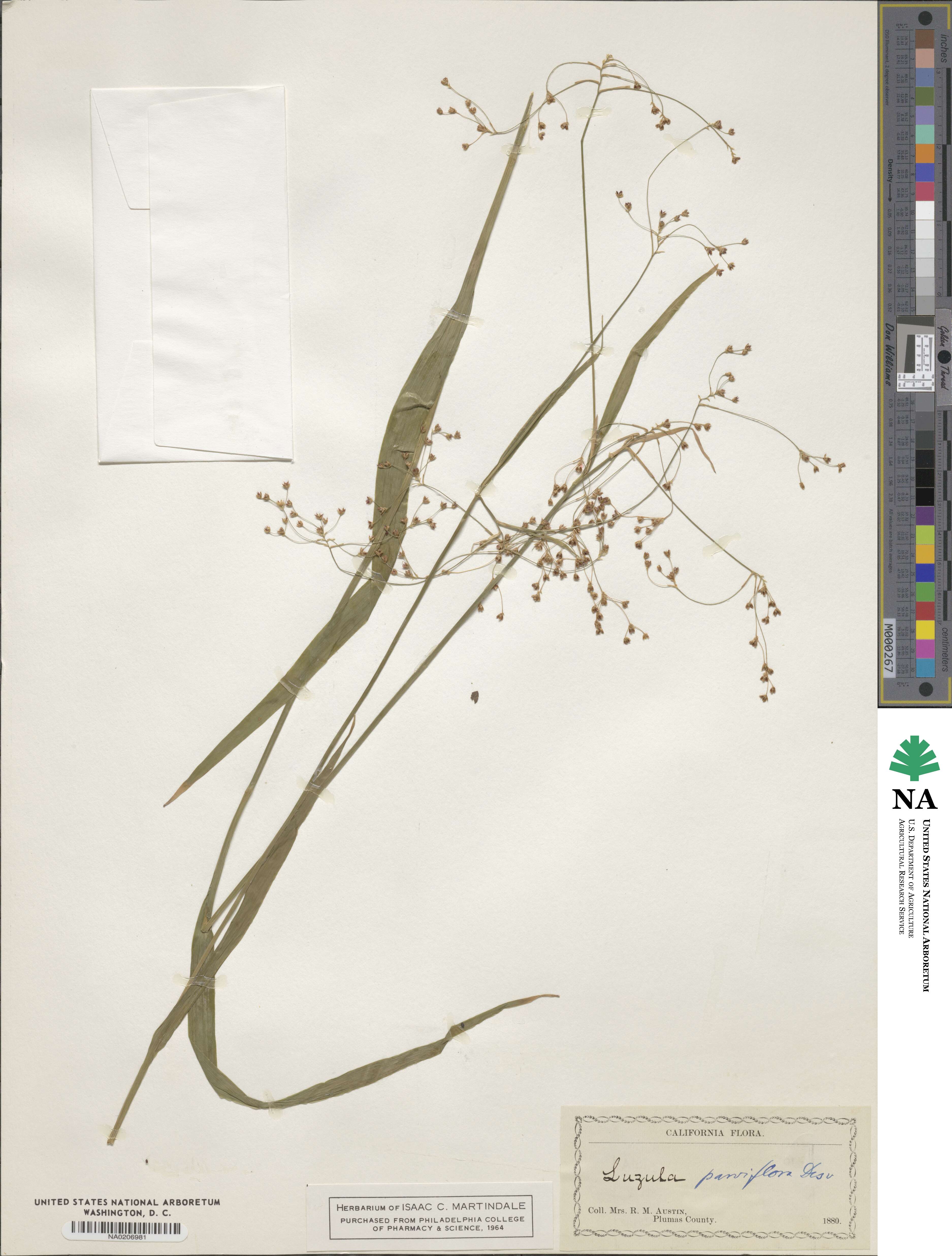 Luzula parviflora image