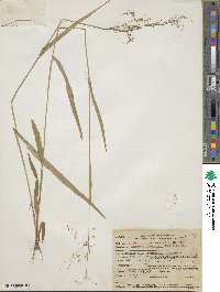 Luzula parviflora image