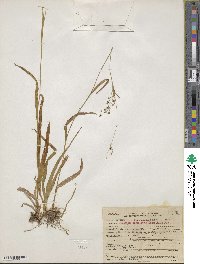 Luzula parviflora image