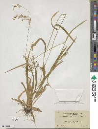 Luzula parviflora image