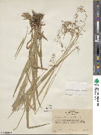 Luzula parviflora image