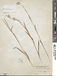 Luzula parviflora image