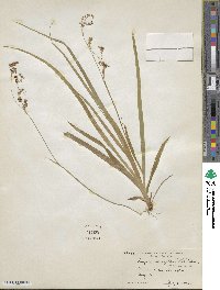 Luzula parviflora image