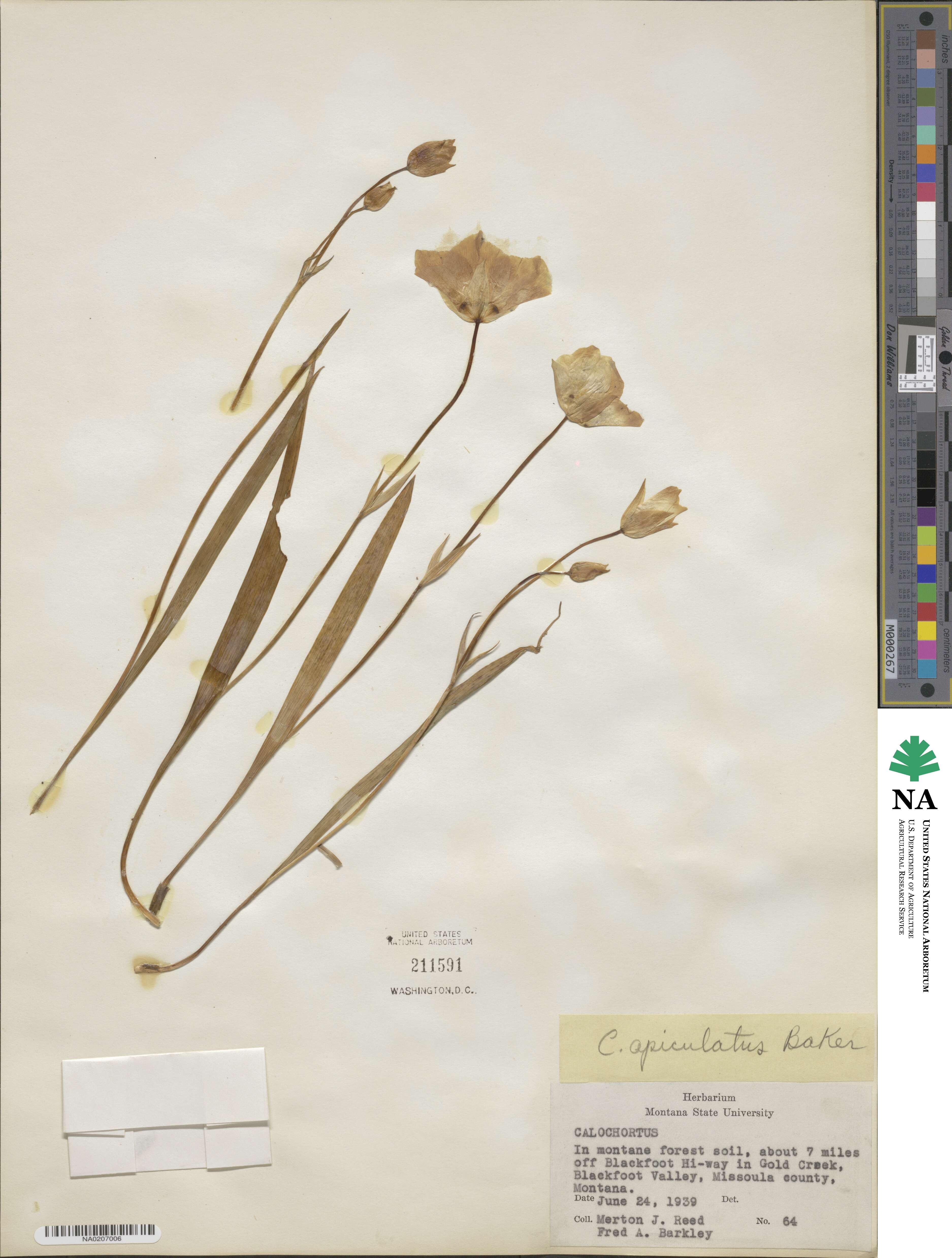 Calochortus apiculatus image