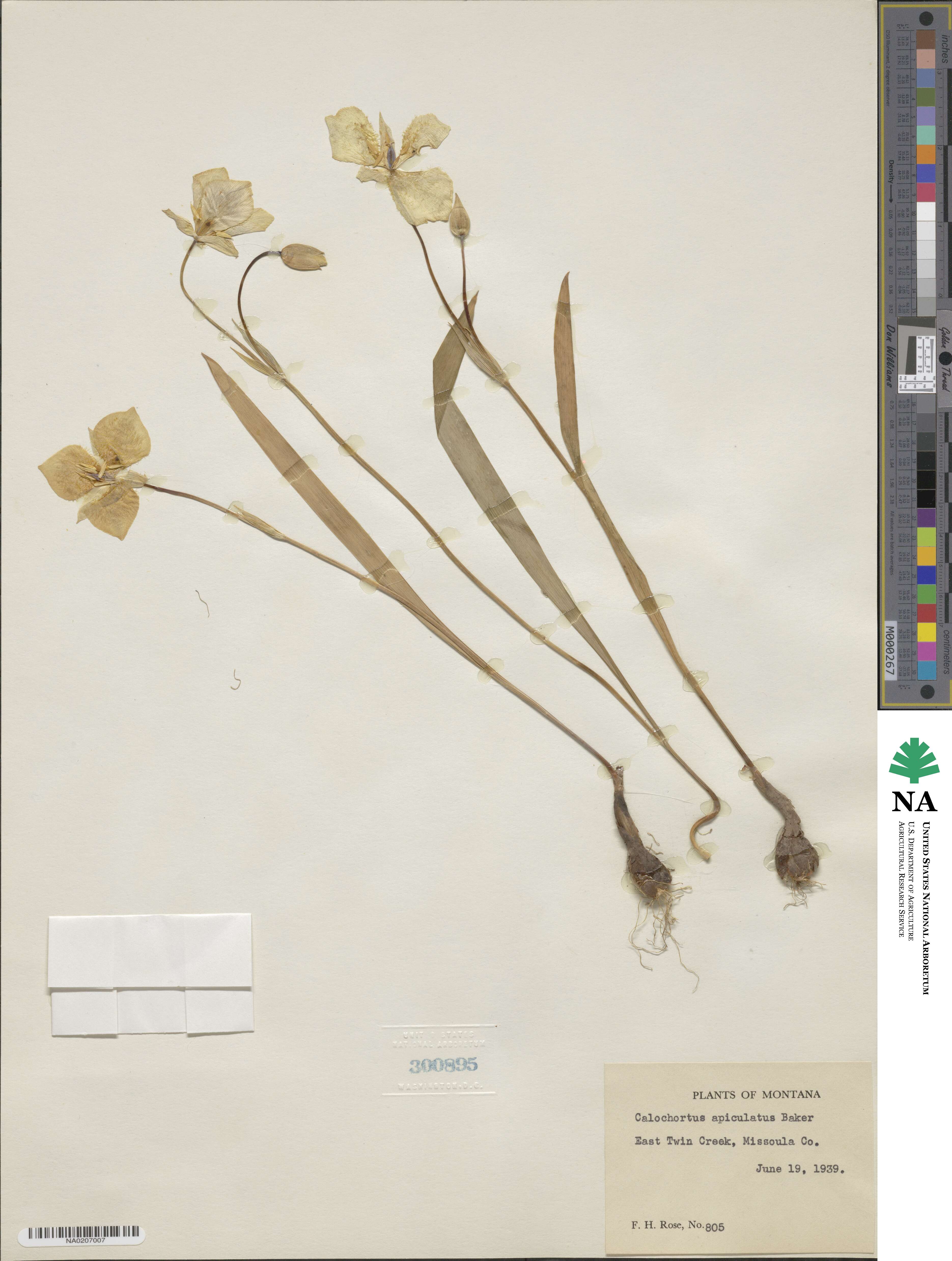 Calochortus apiculatus image