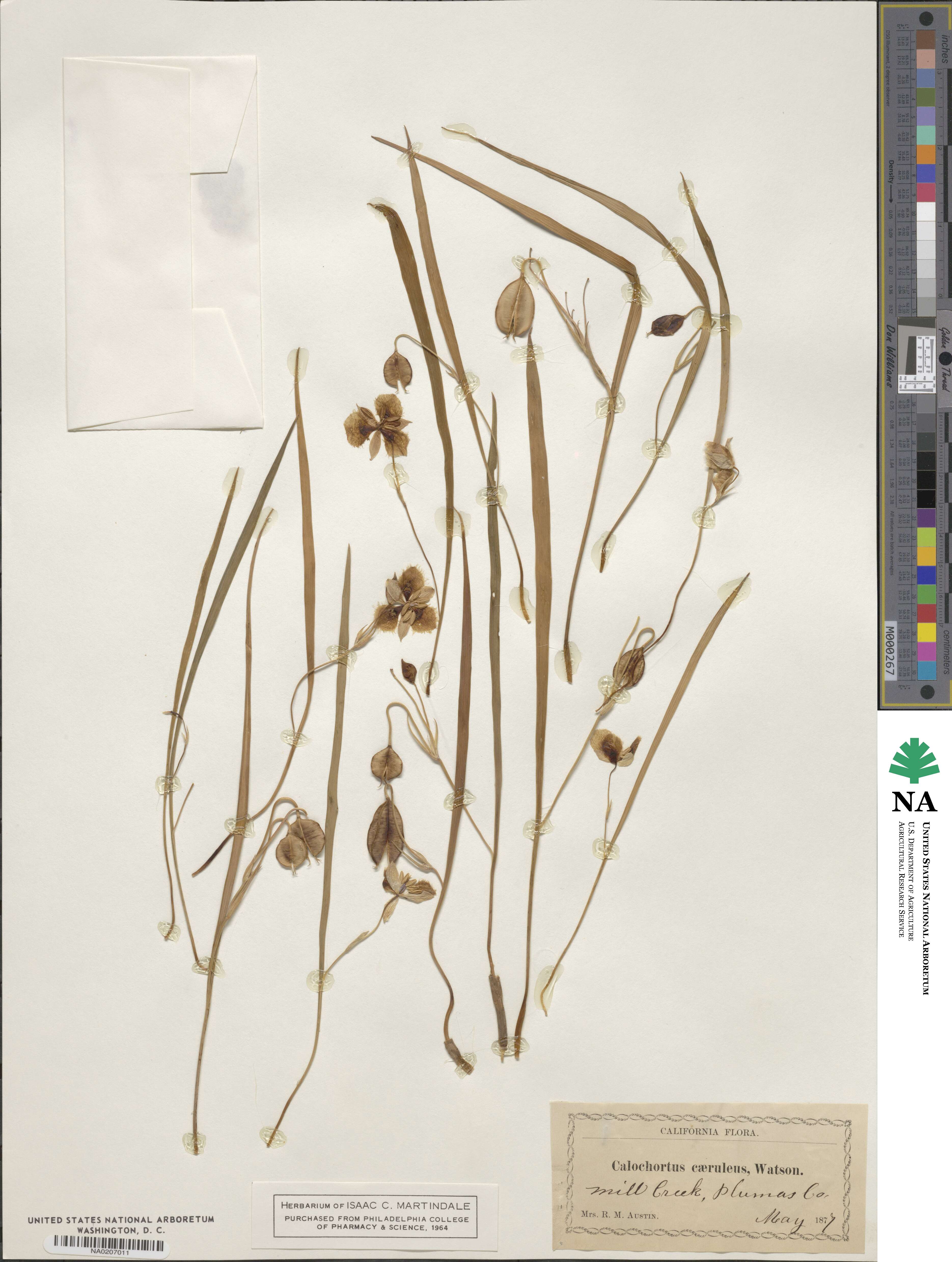 Calochortus caeruleus image