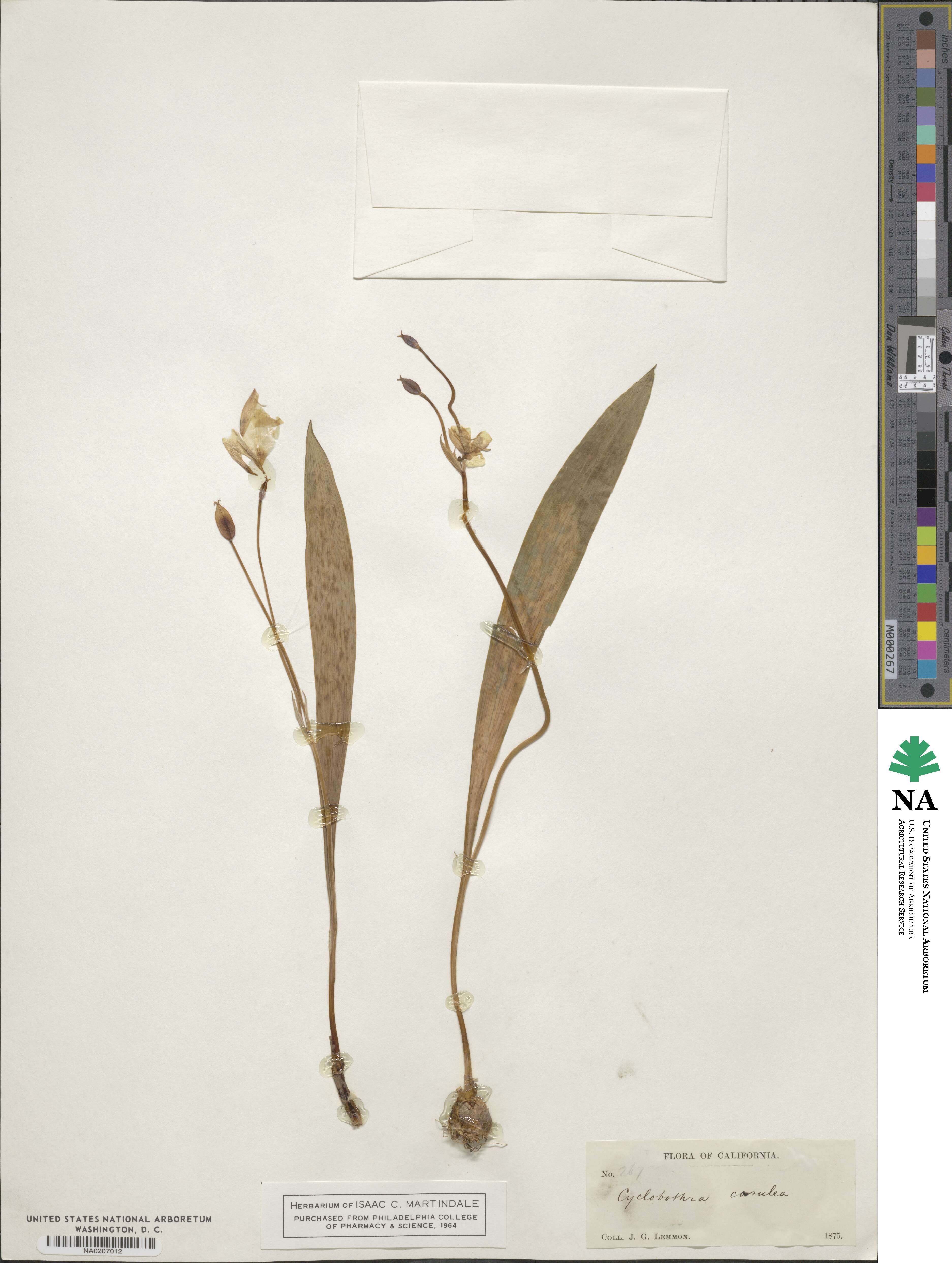 Calochortus caeruleus image