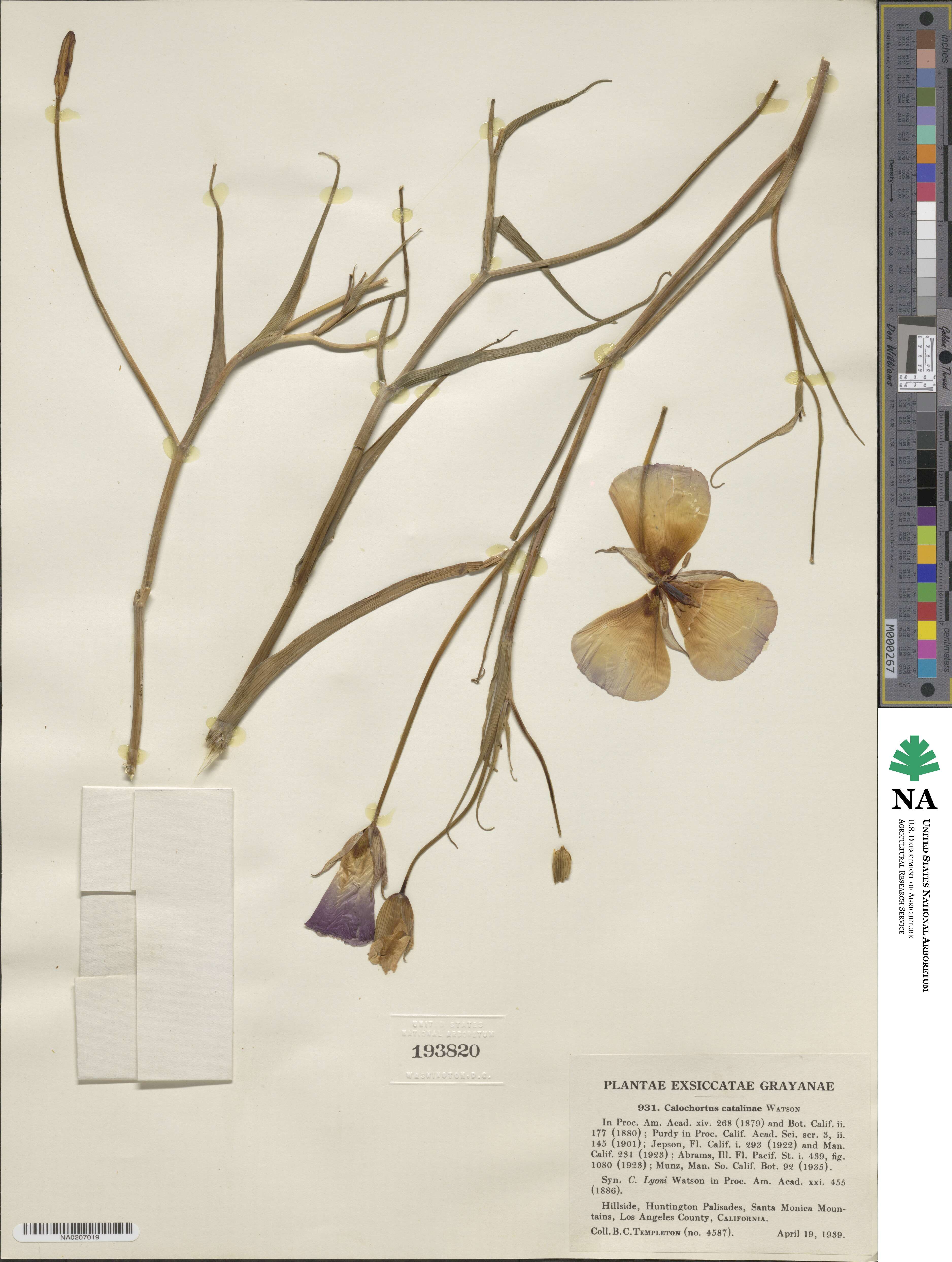 Calochortus catalinae image