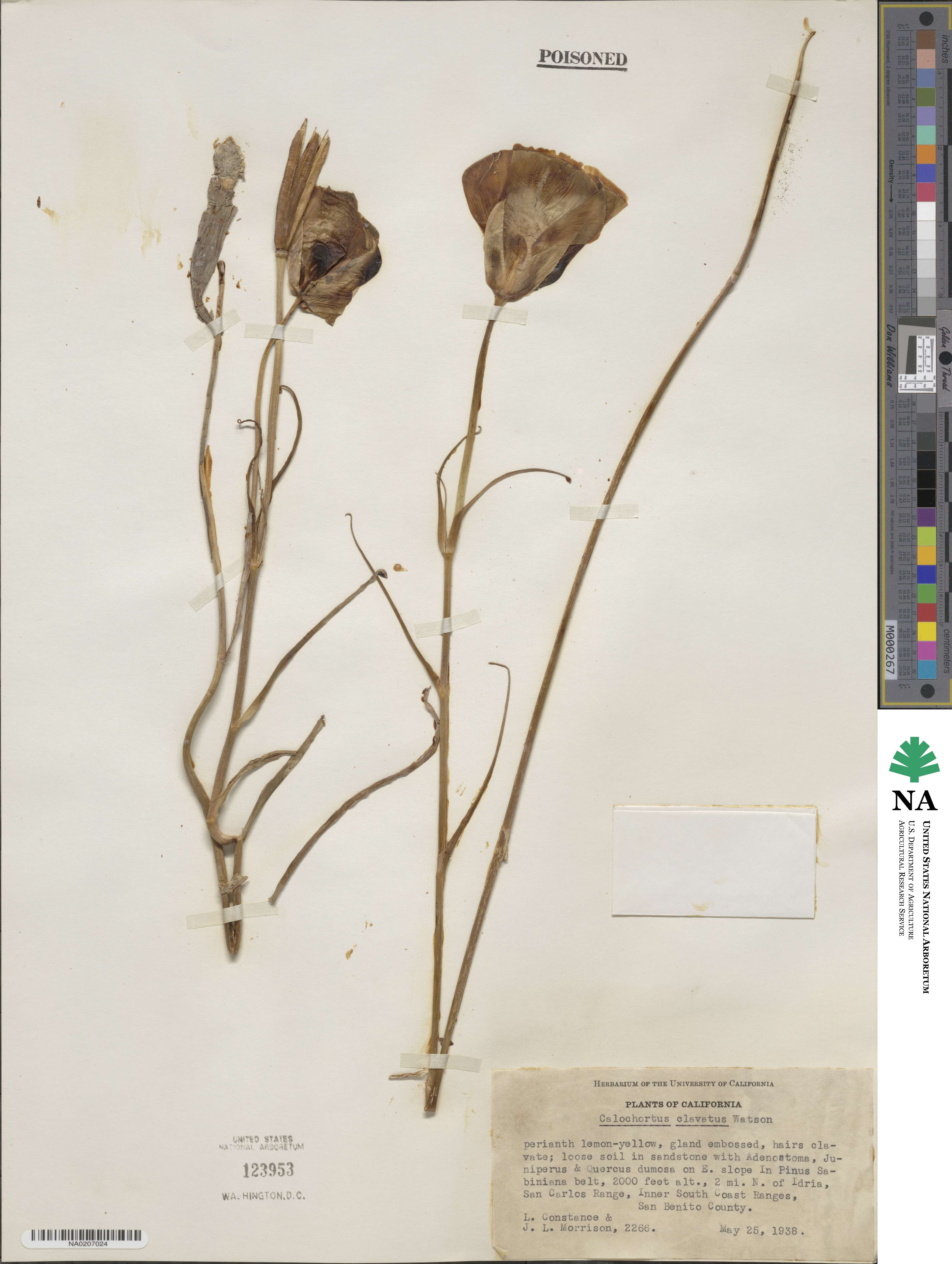 Calochortus clavatus image