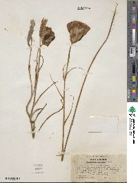 Calochortus clavatus image