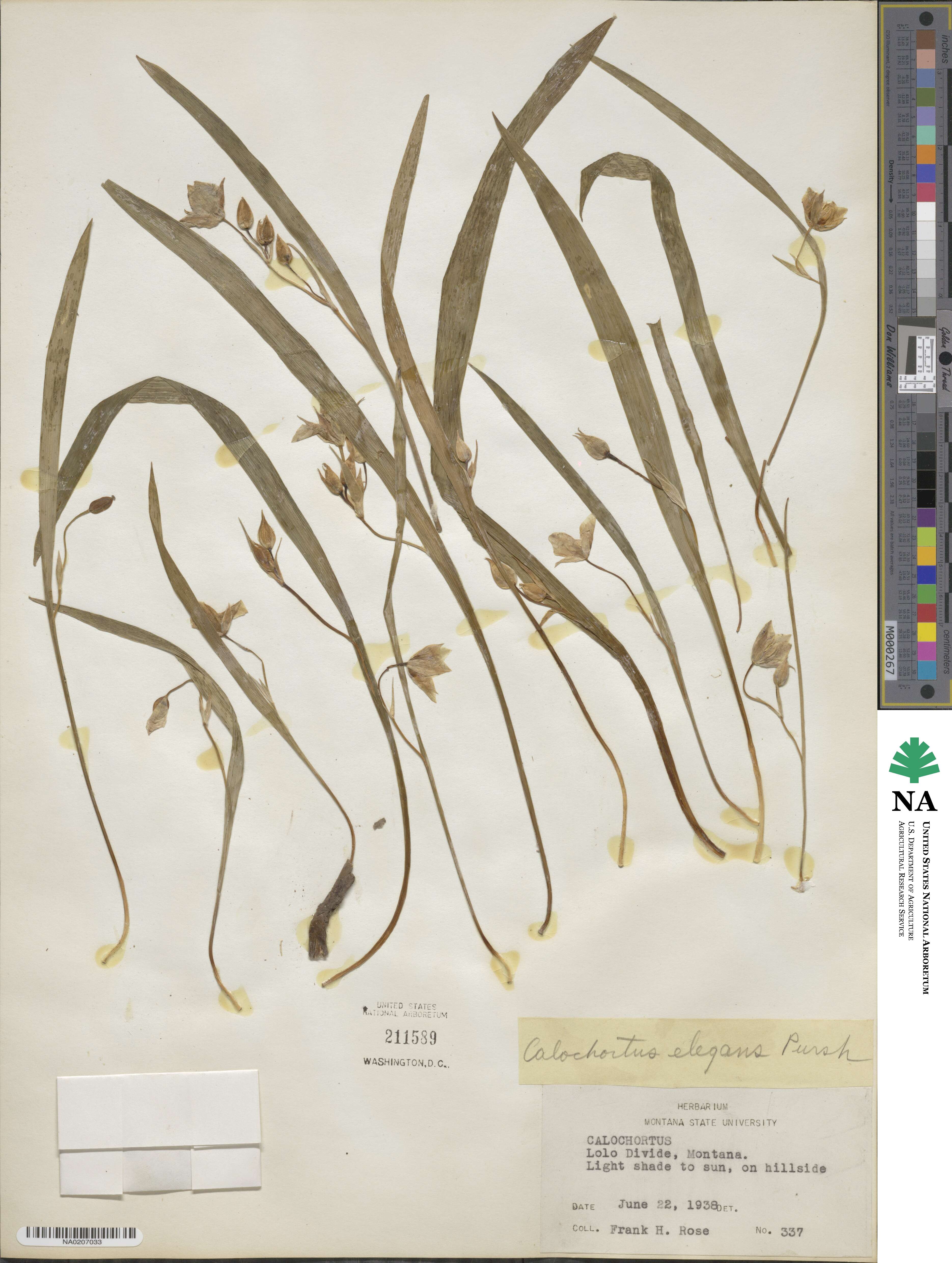 Calochortus elegans image
