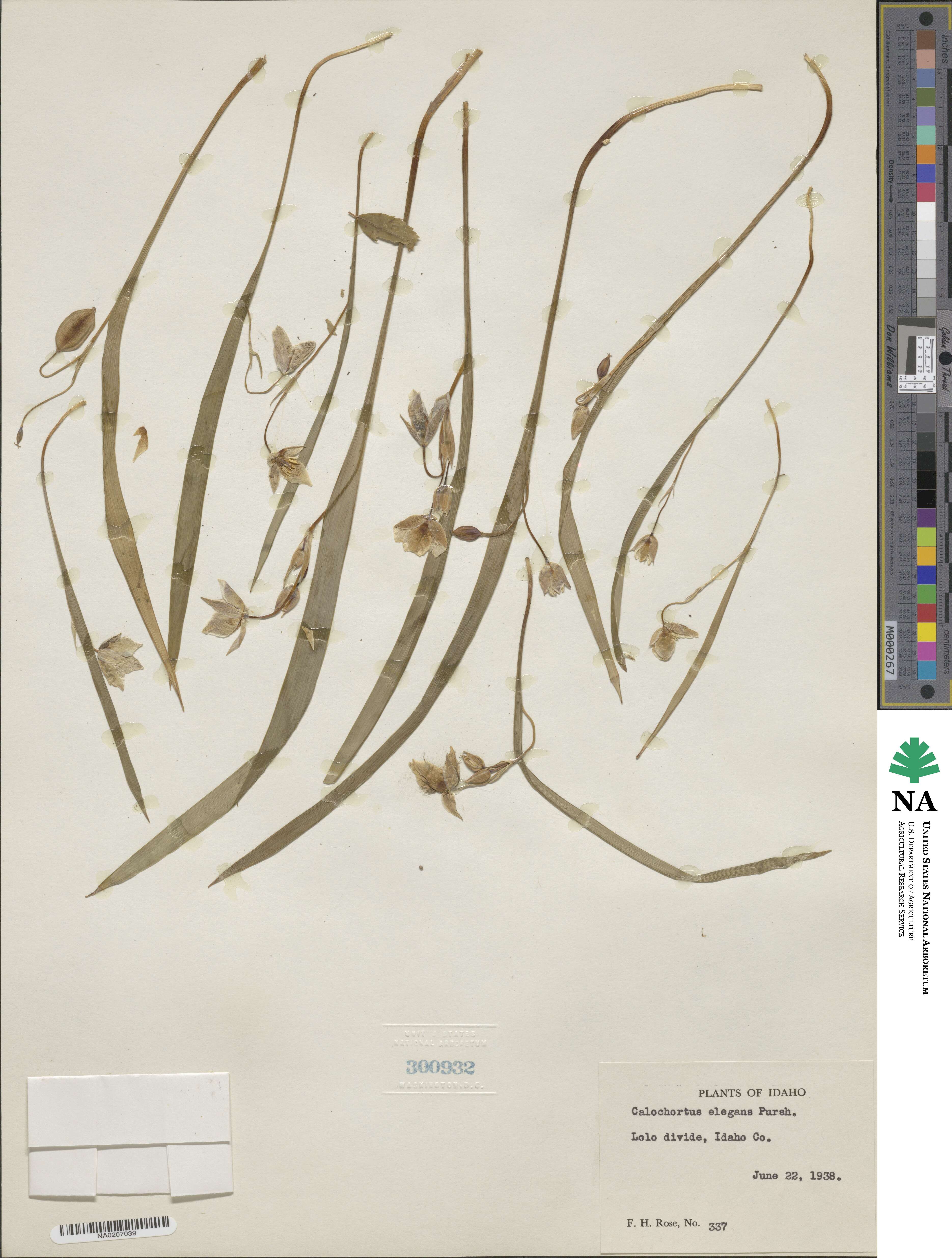 Calochortus elegans image