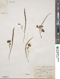 Calochortus elegans var. nanus image