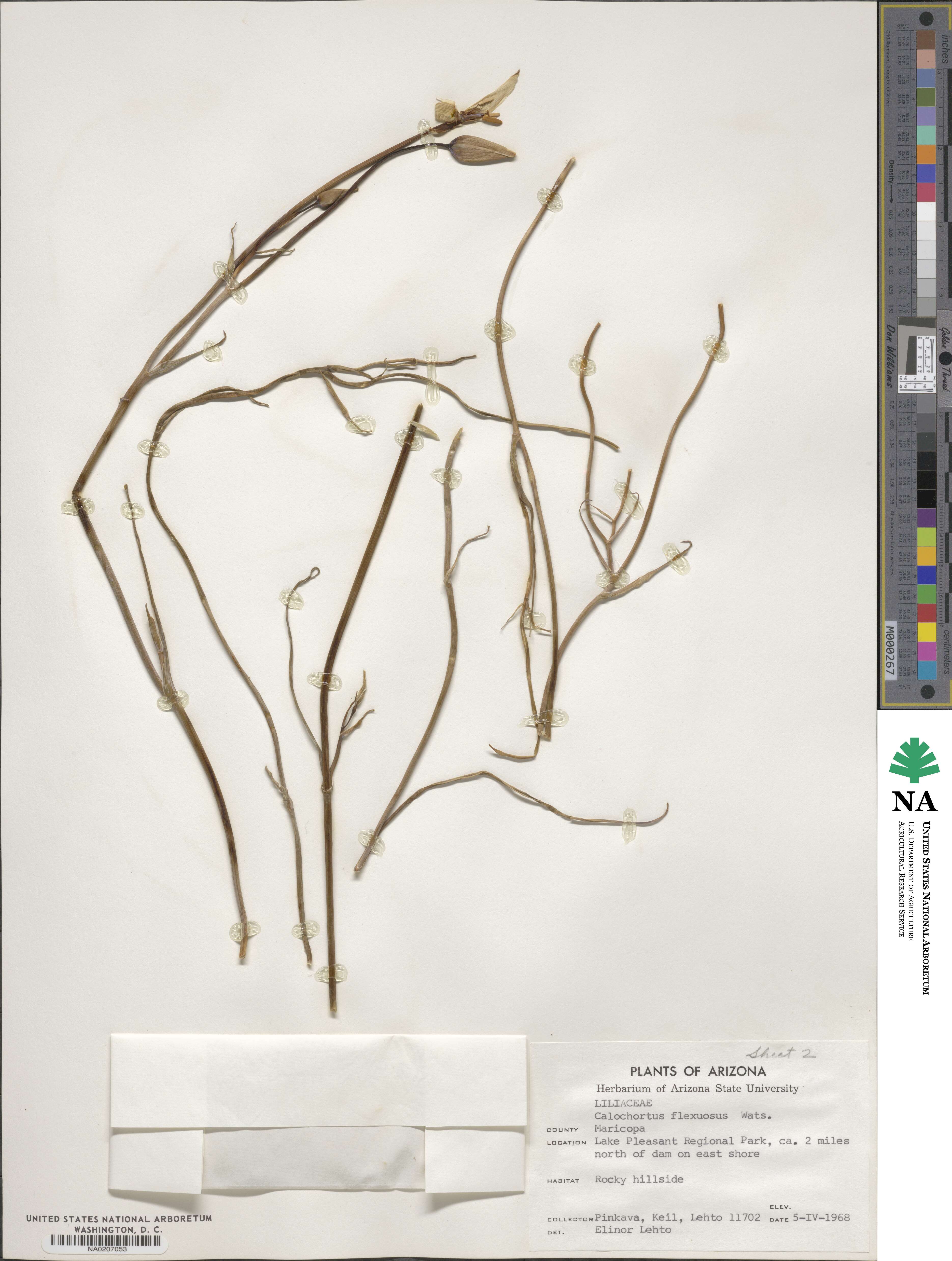 Calochortus flexuosus image