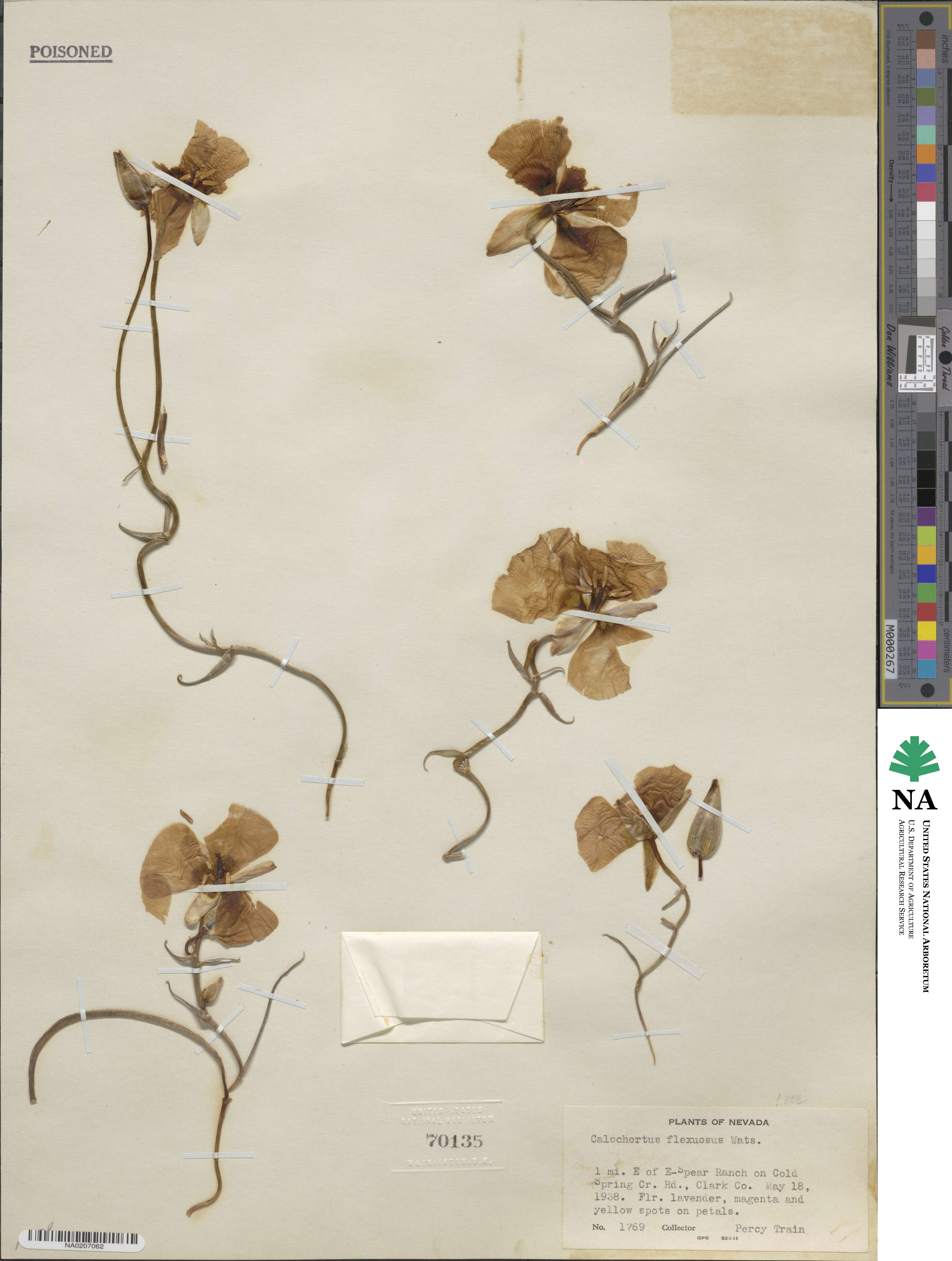 Calochortus flexuosus image