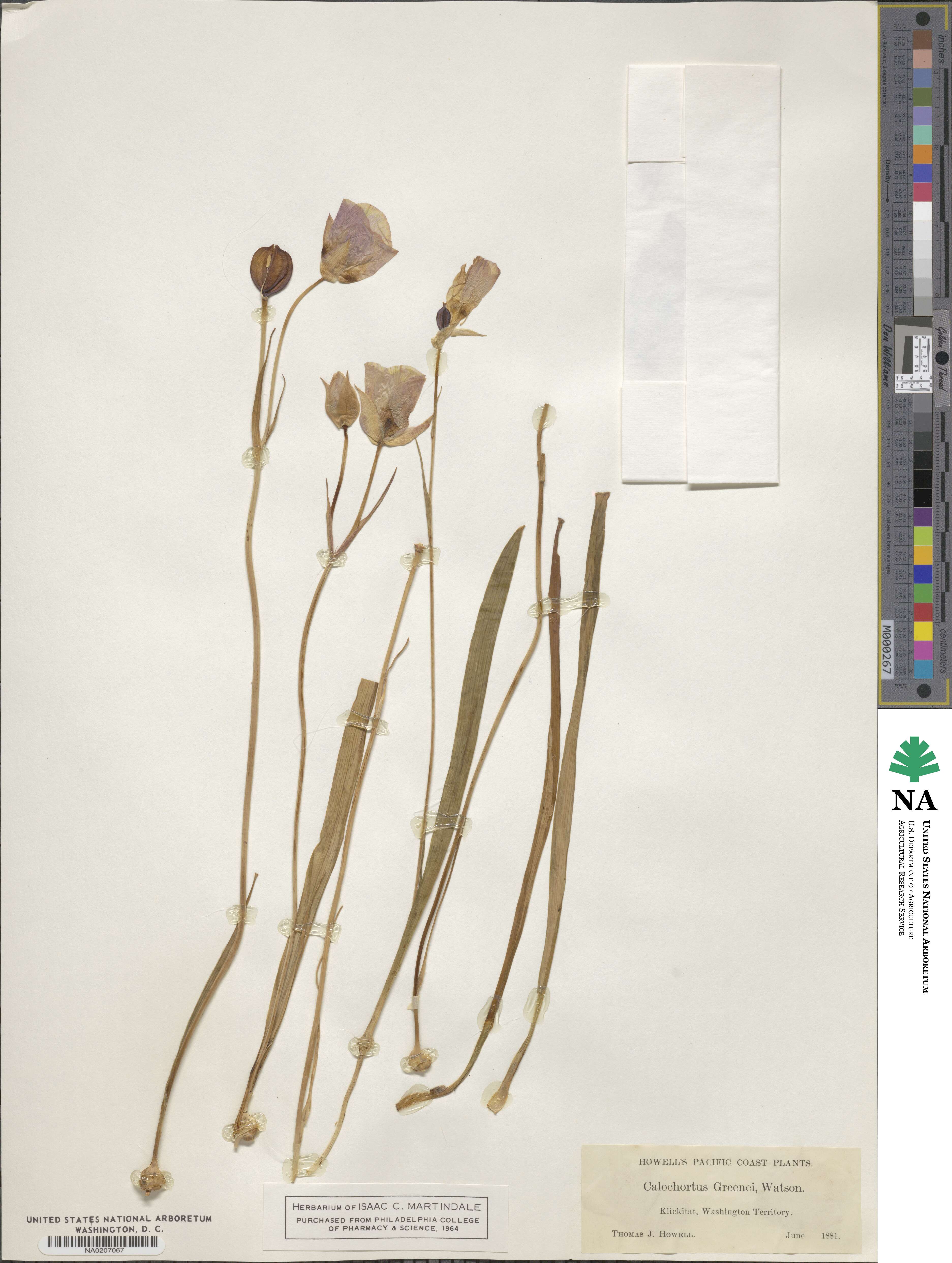 Calochortus greenei image