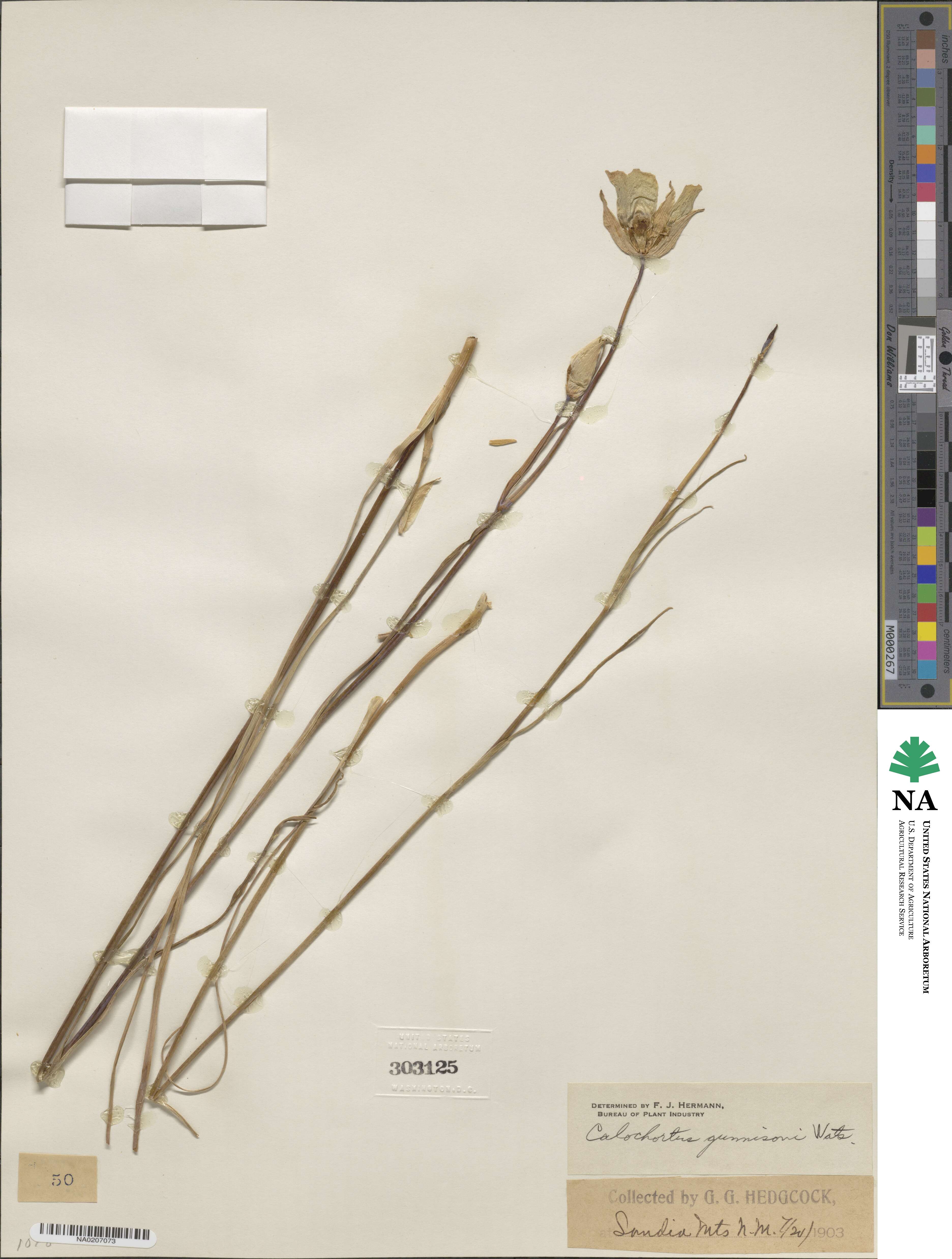 Calochortus gunnisonii image