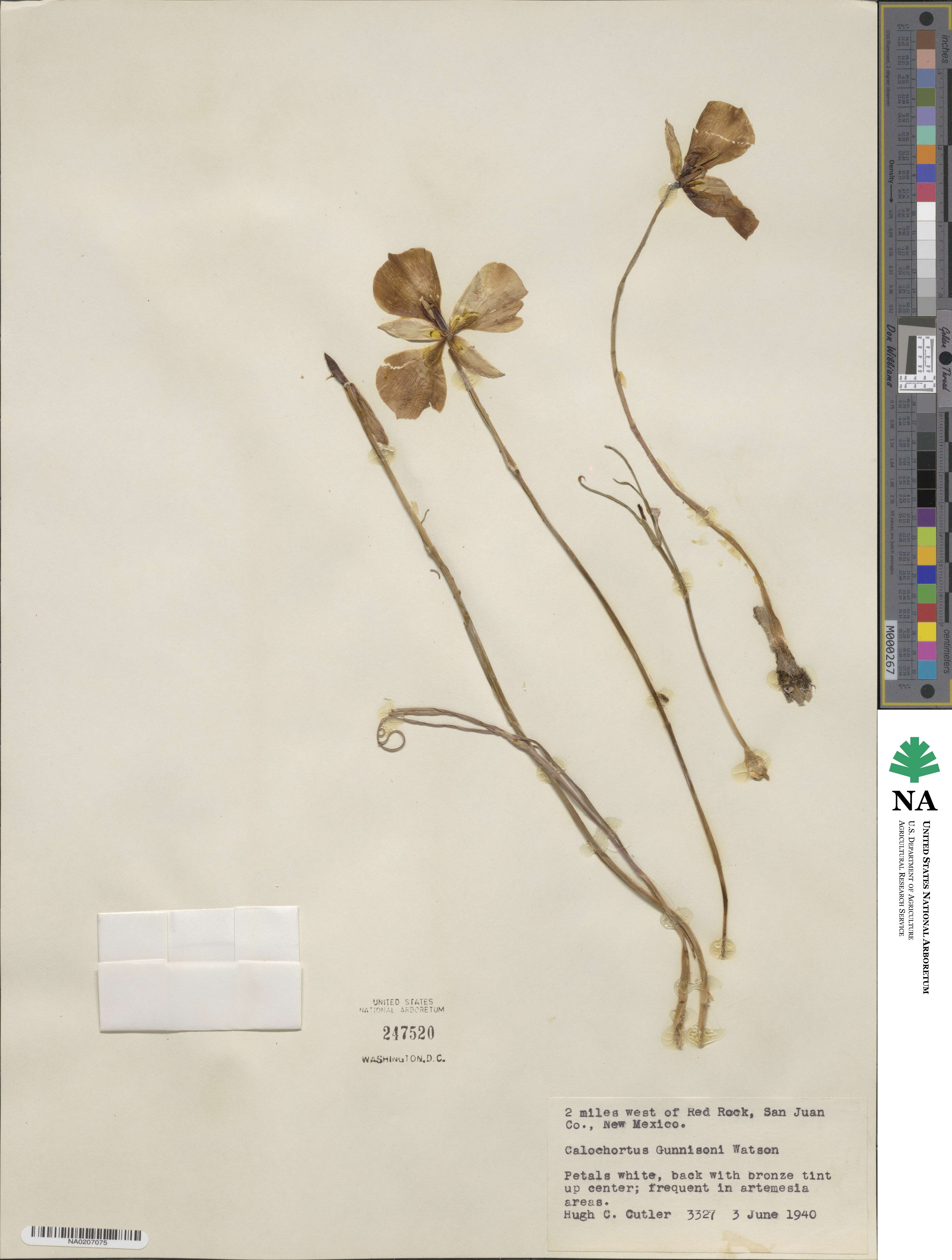 Liliaceae image