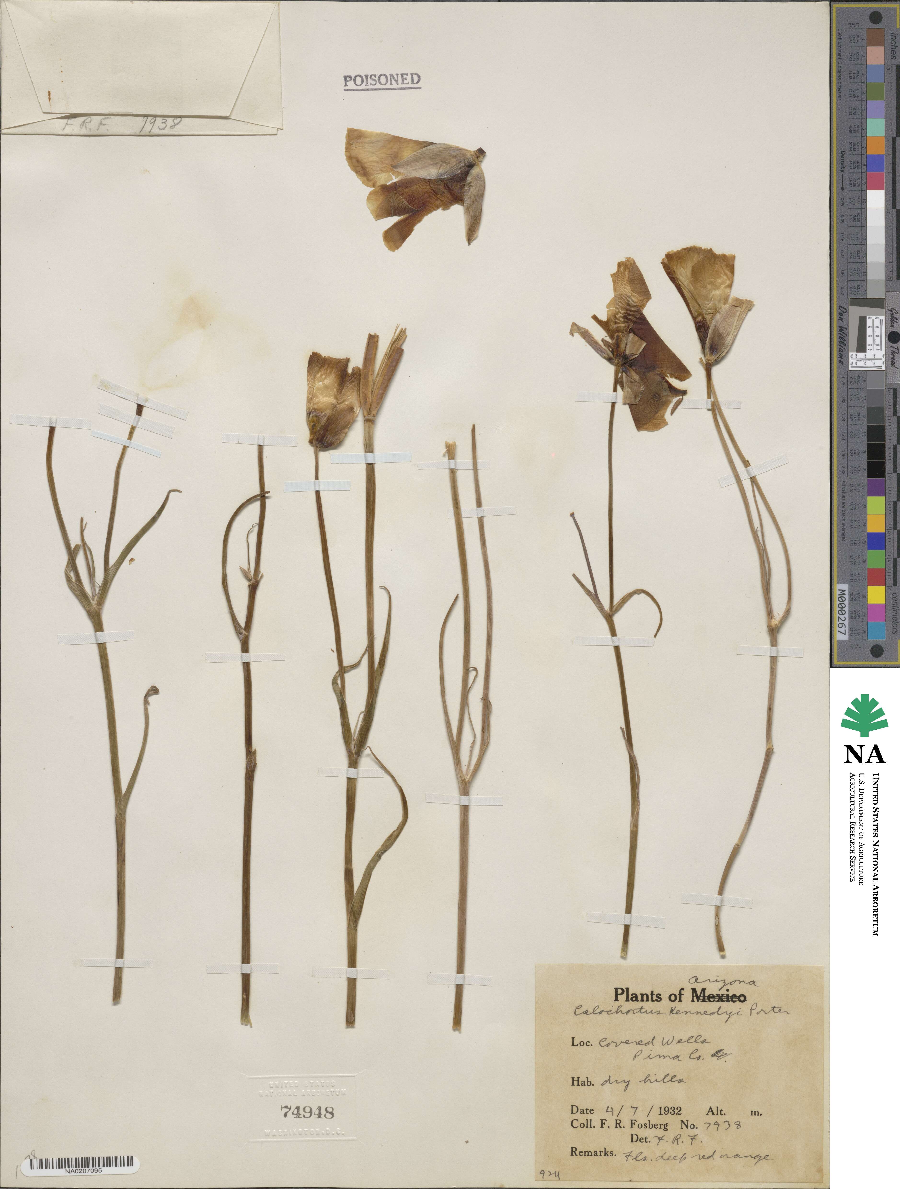 Calochortus kennedyi image