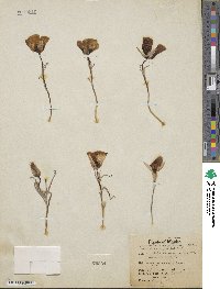 Calochortus kennedyi image