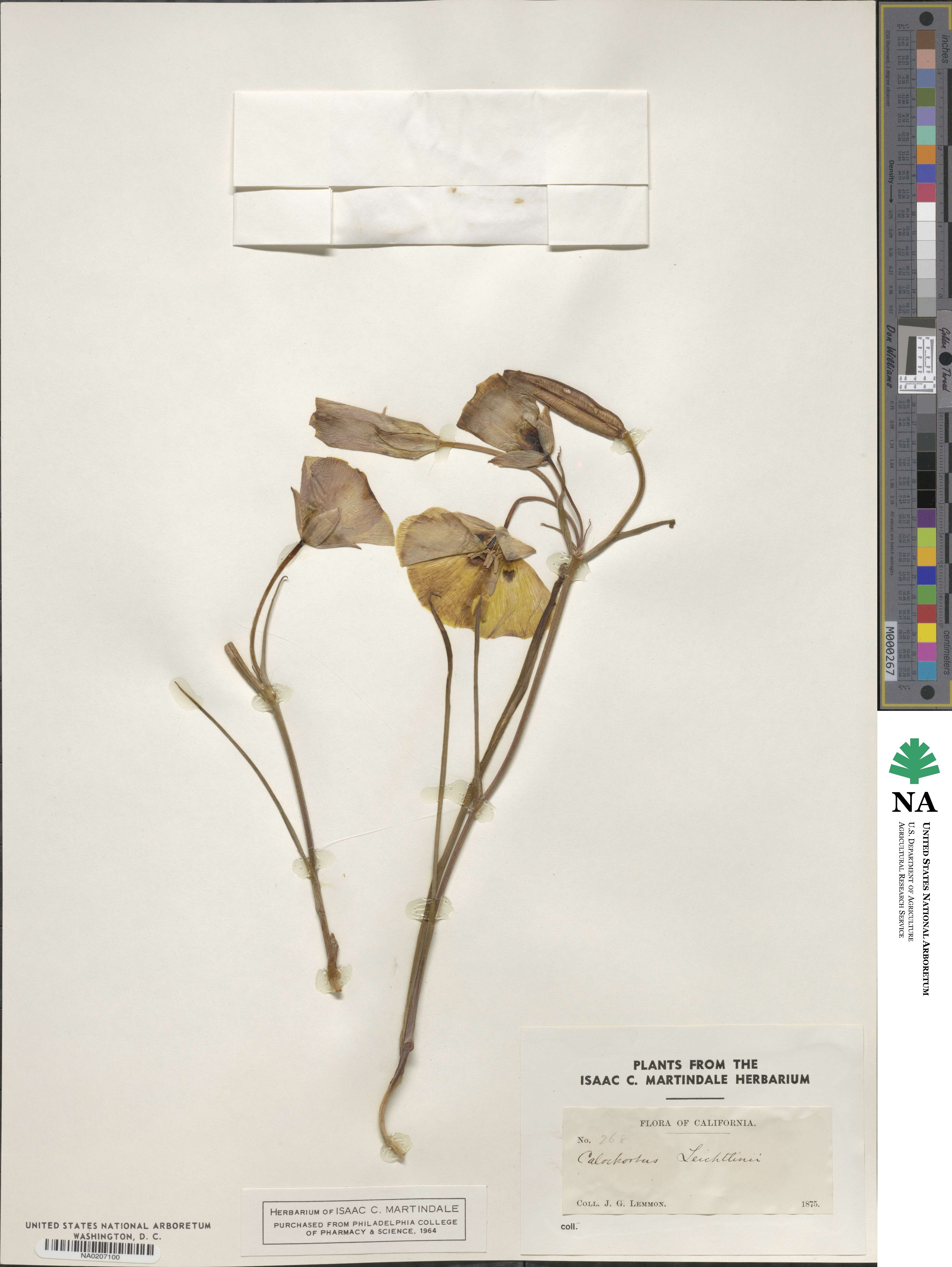 Calochortus leichtlinii image