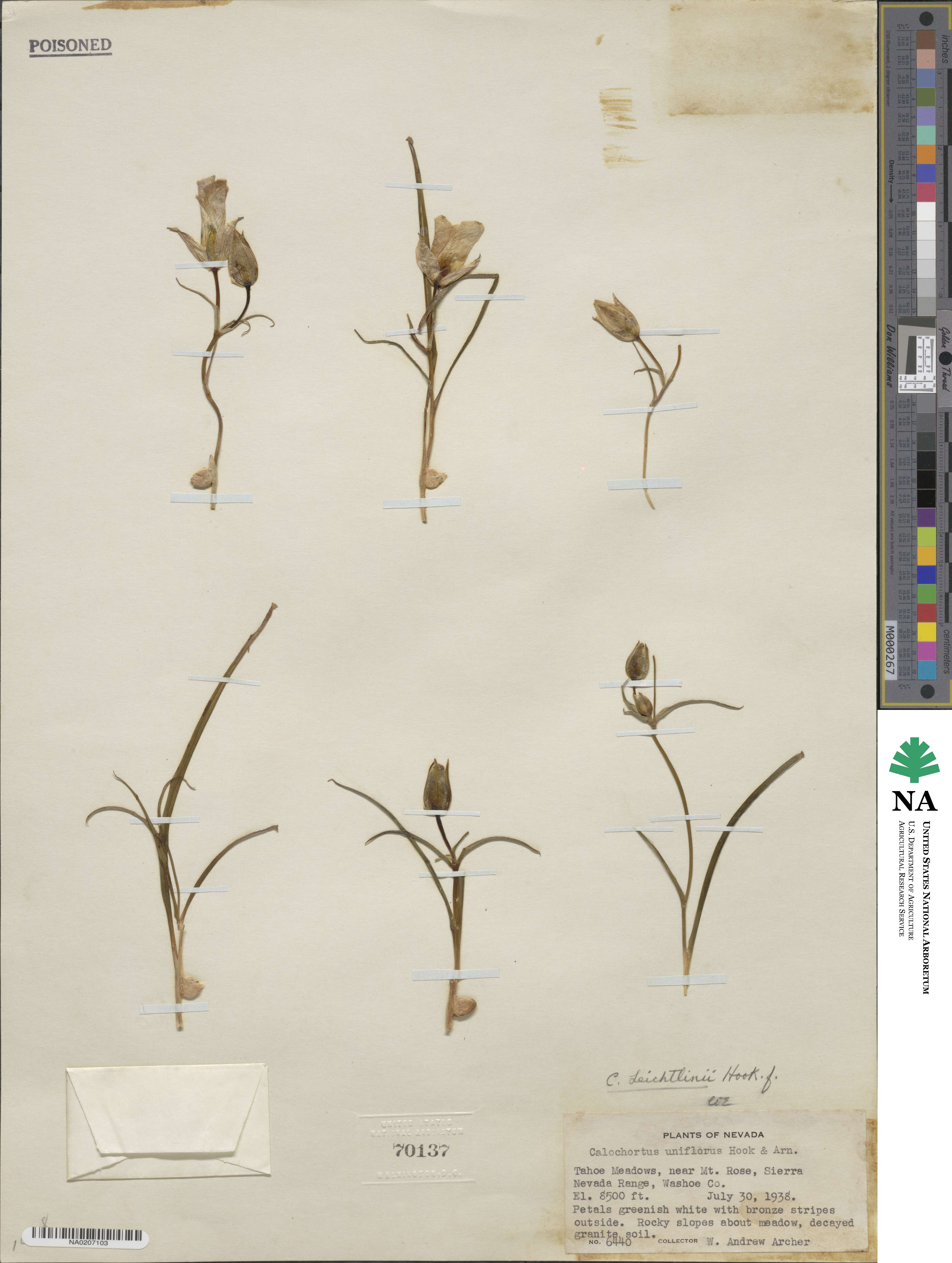 Calochortus leichtlinii image
