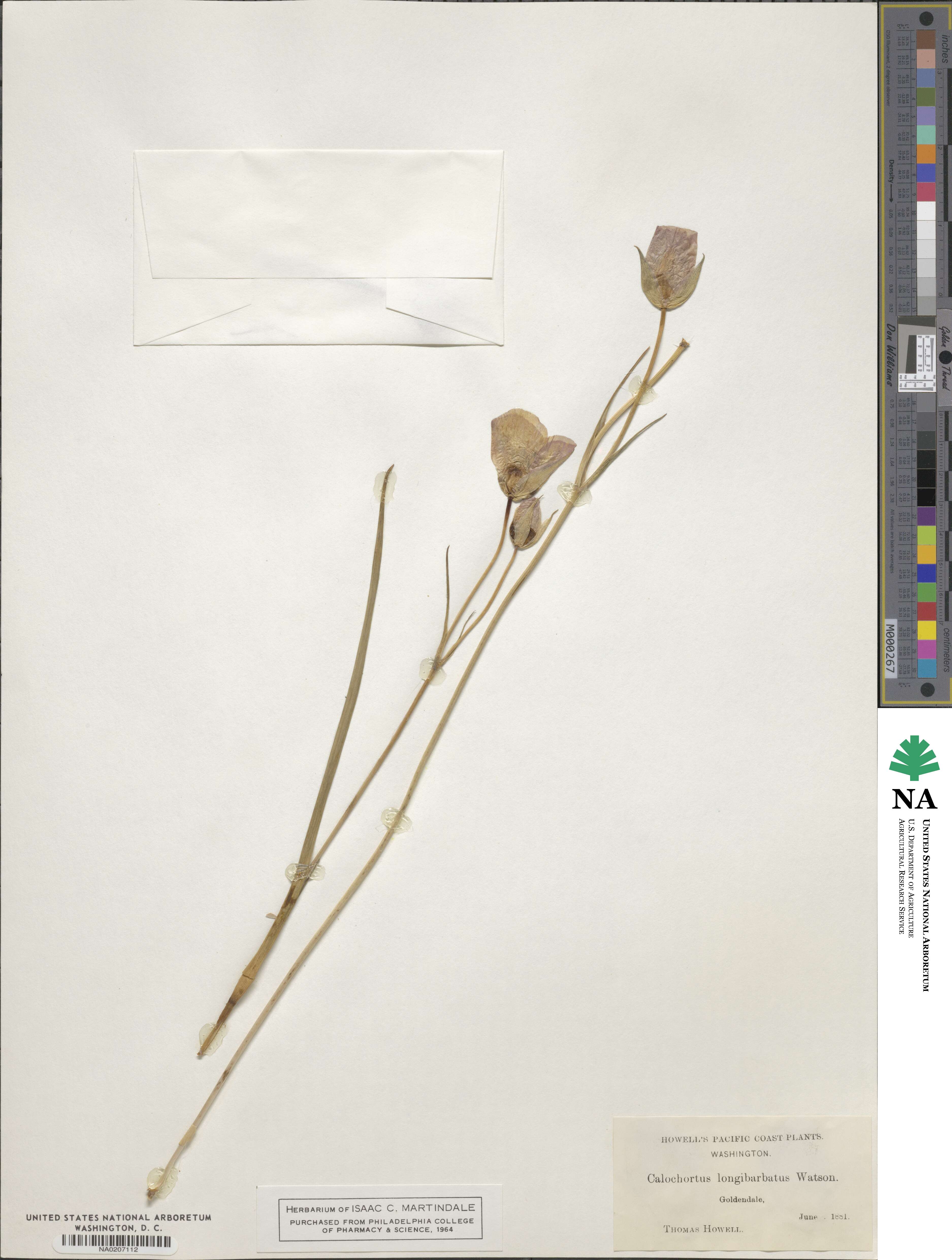 Calochortus longebarbatus image