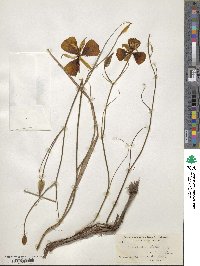 Calochortus luteus image