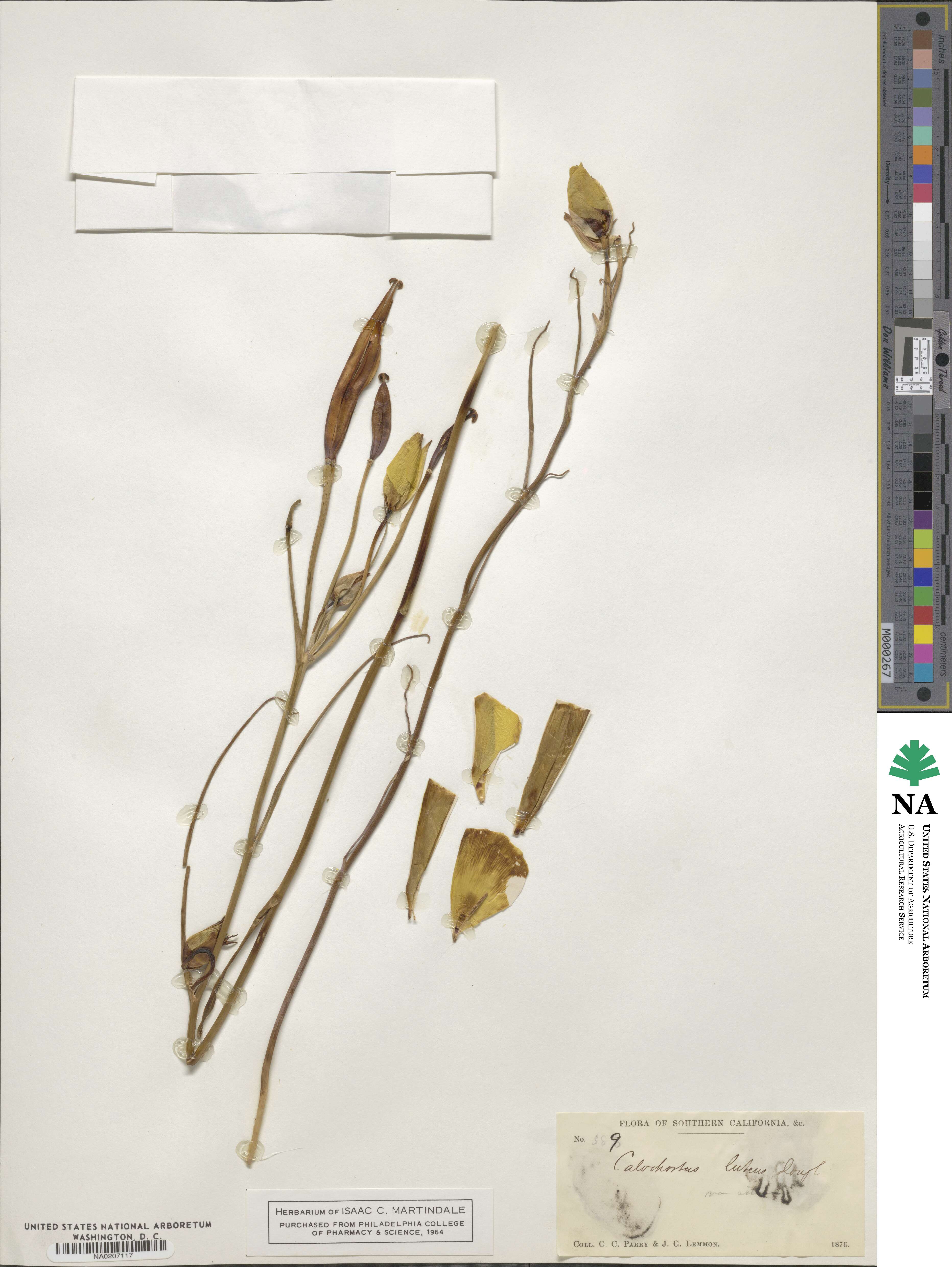 Calochortus luteus image