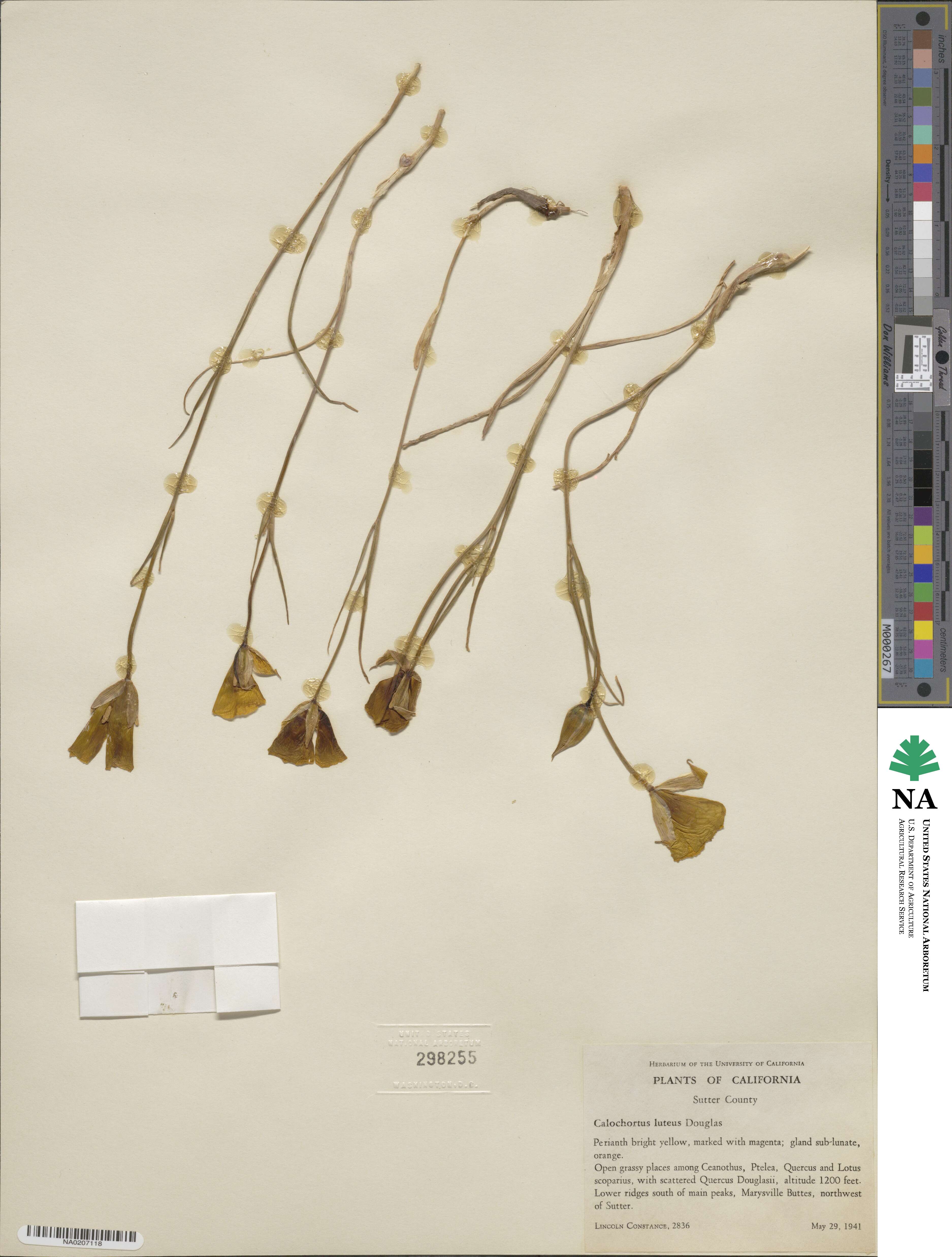 Calochortus luteus image