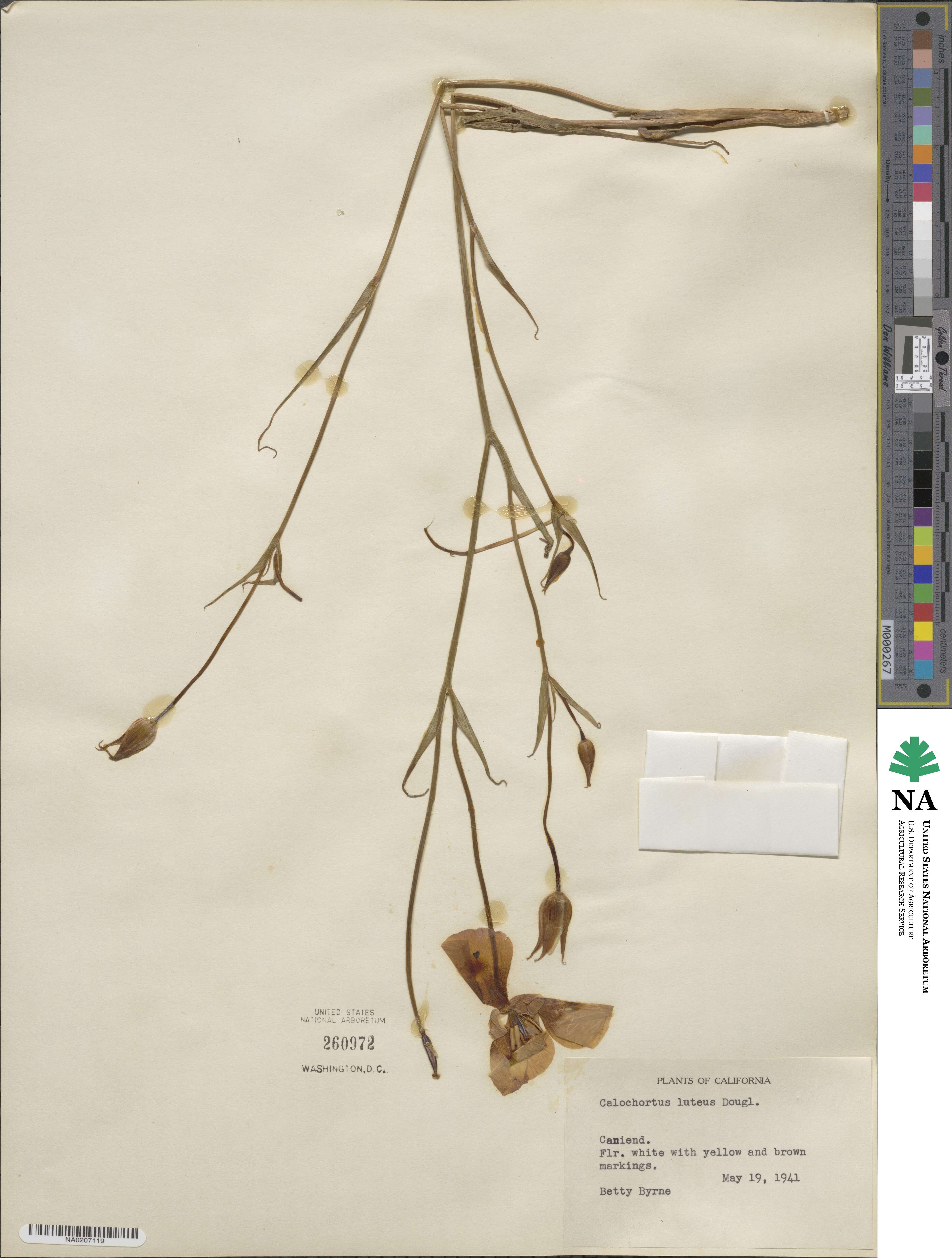Calochortus luteus image