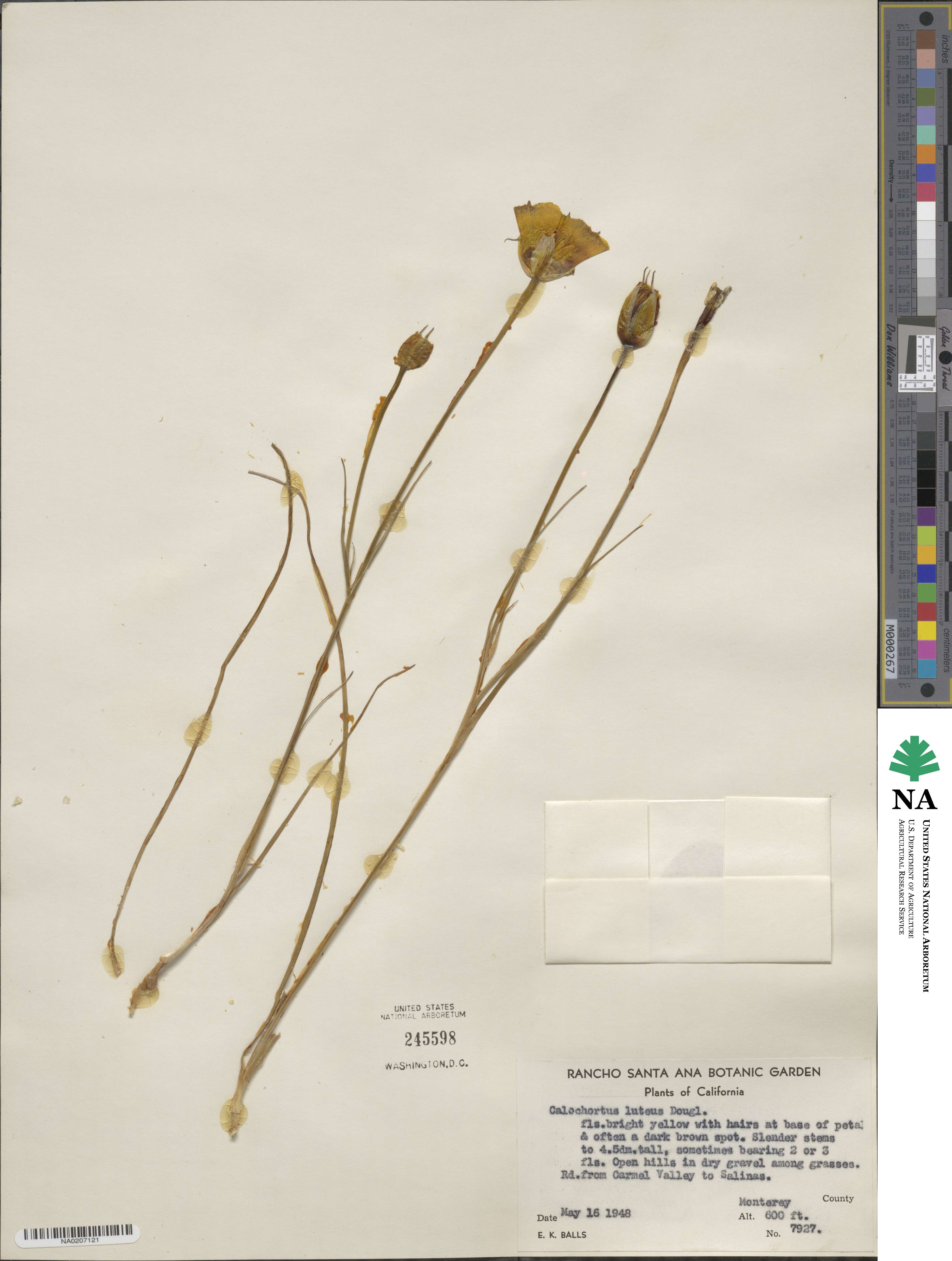 Calochortus luteus image