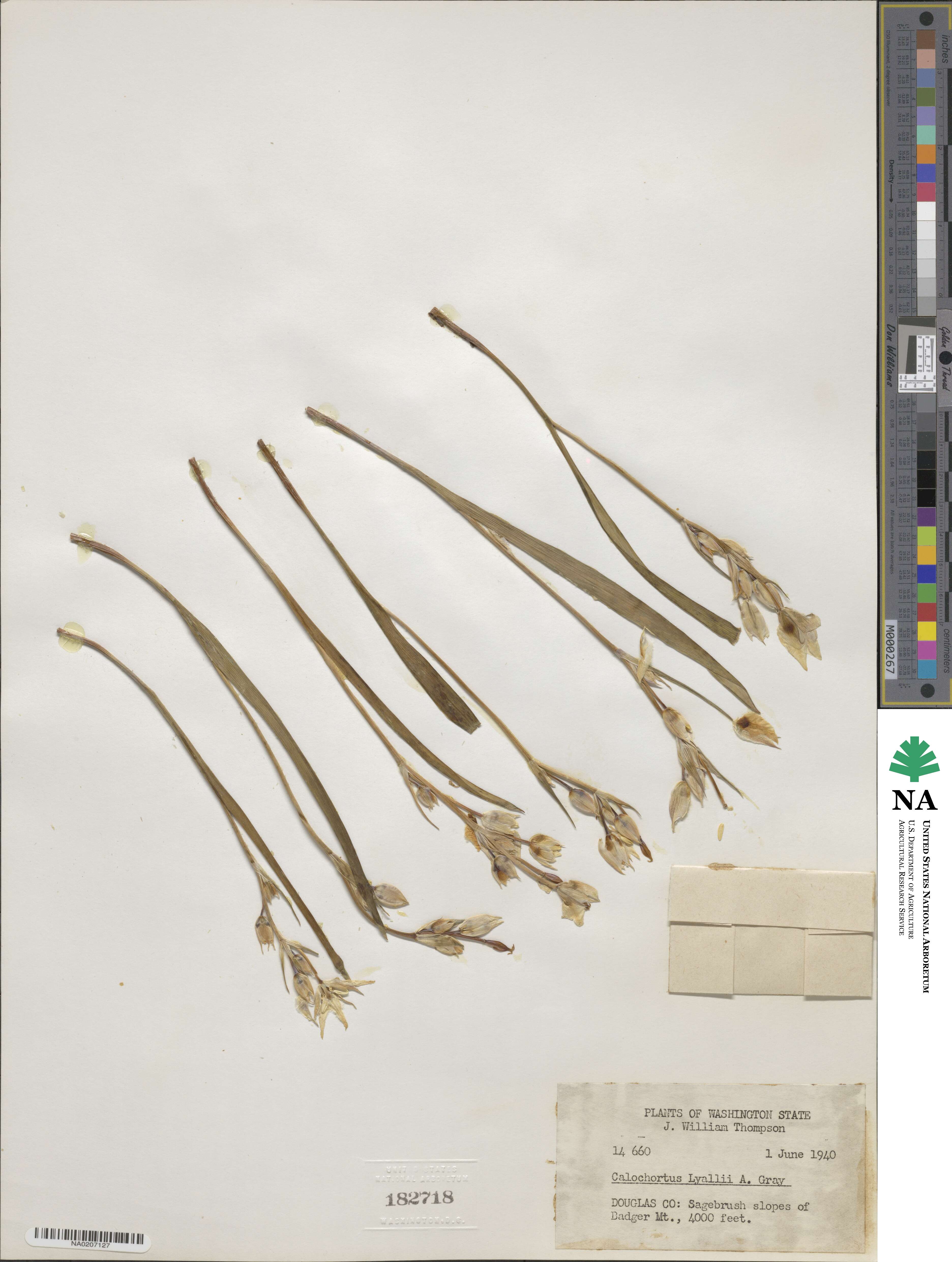 Calochortus lyallii image