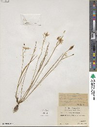 Calochortus lyallii image