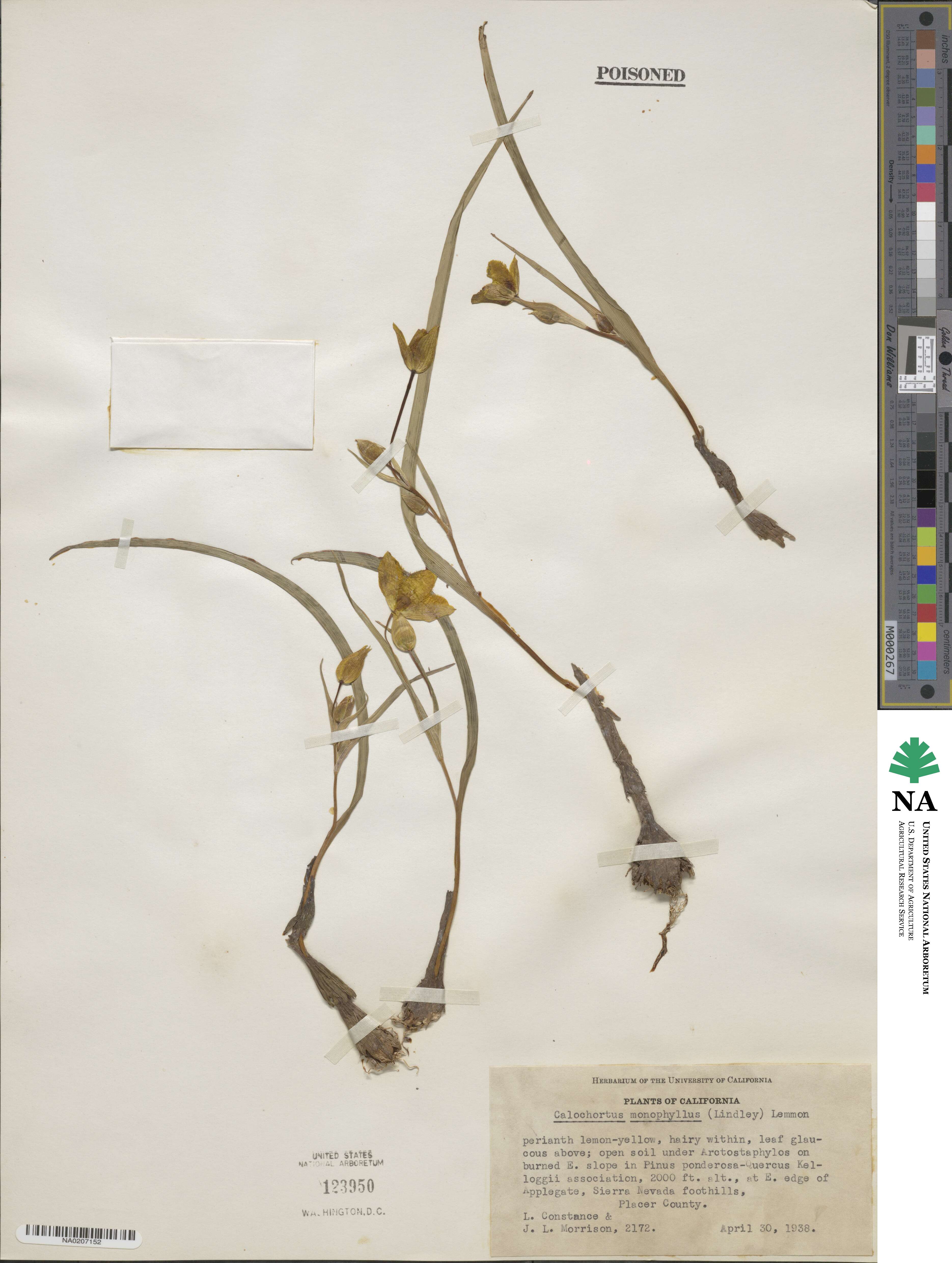 Calochortus monophyllus image