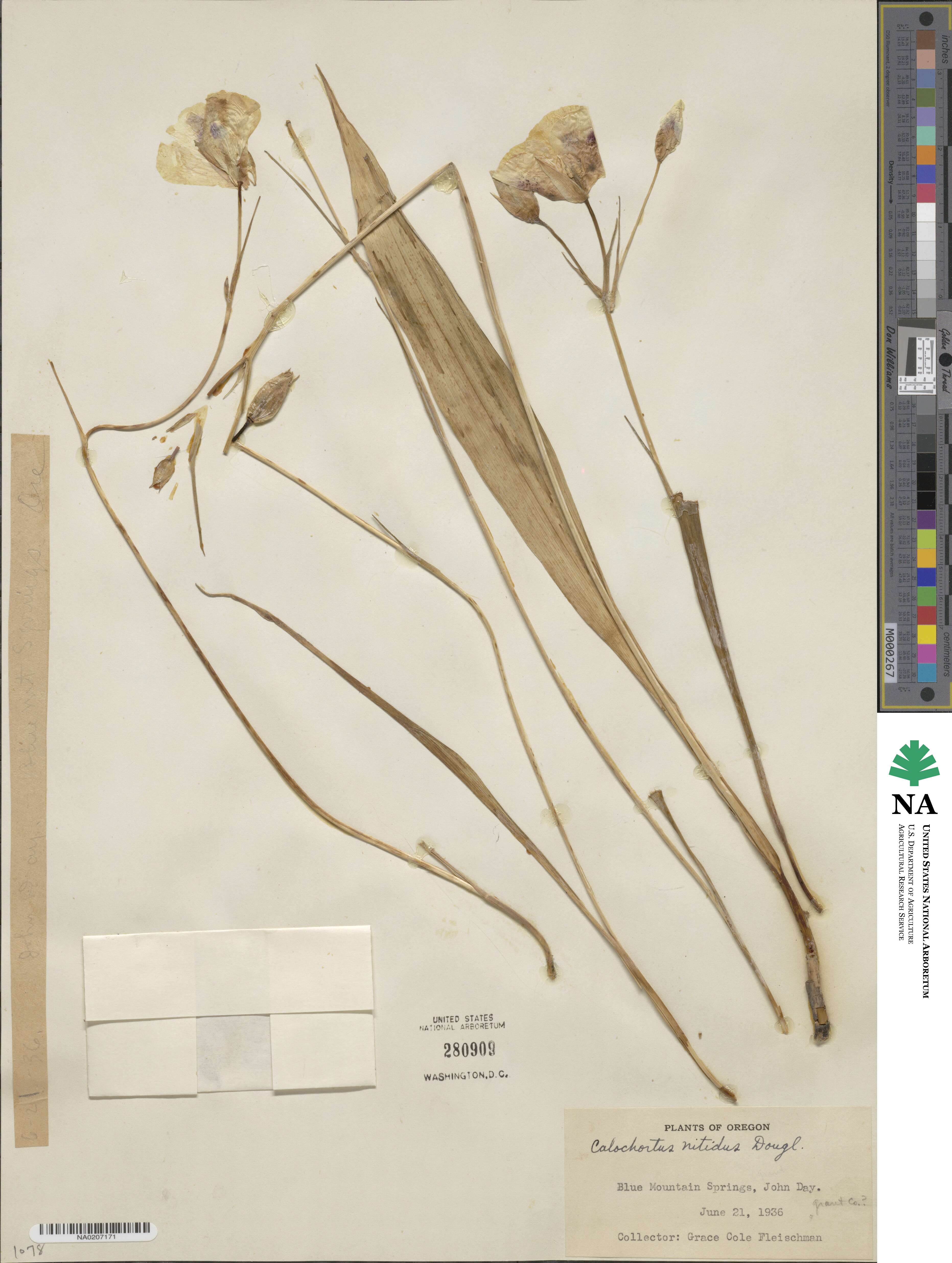Calochortus nitidus image