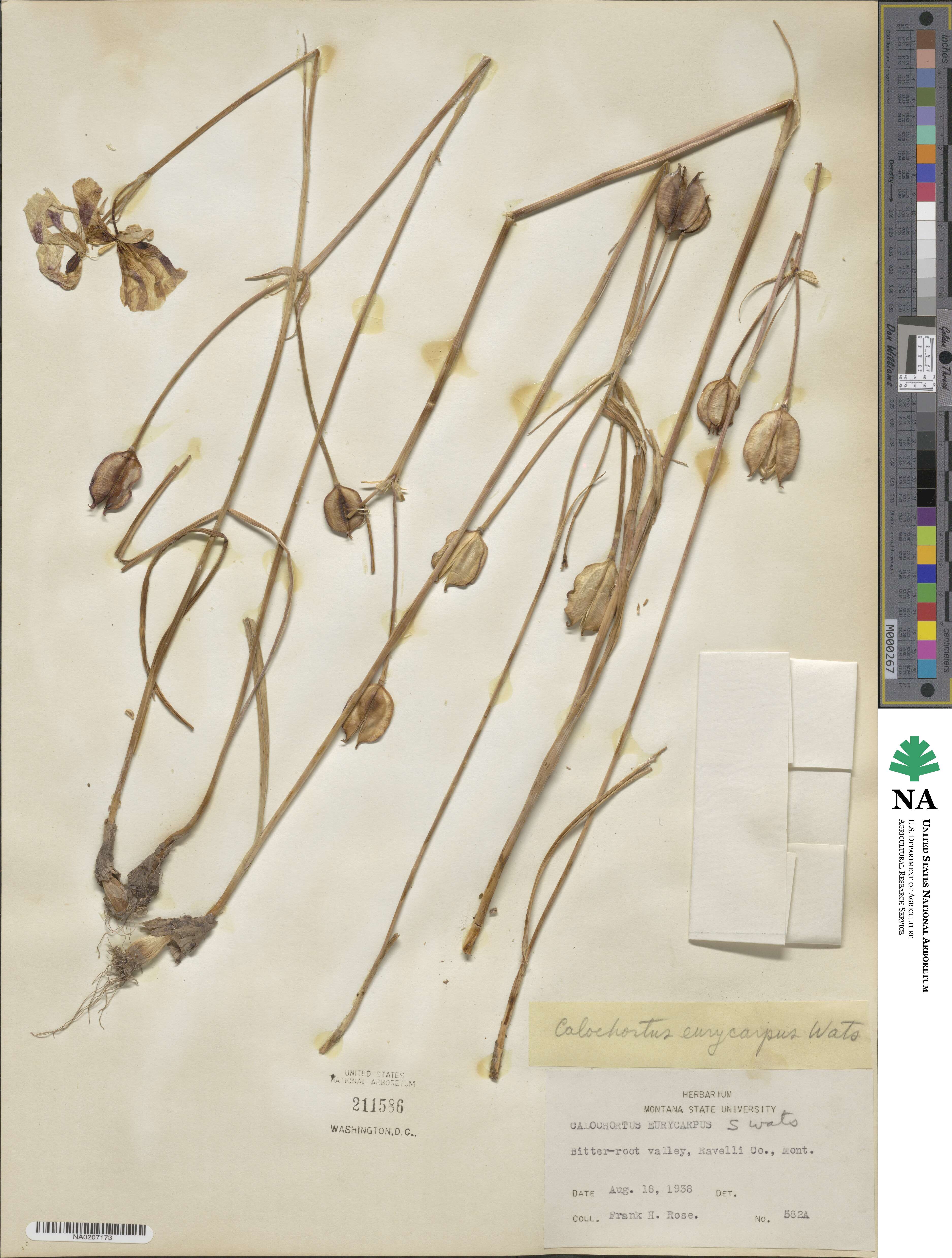 Calochortus nitidus image